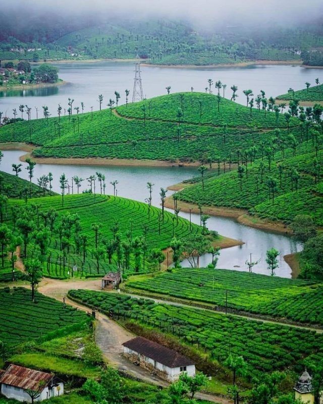 Valparai Tea Plucking