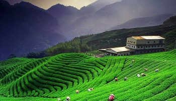Tea Plantation in Valparai